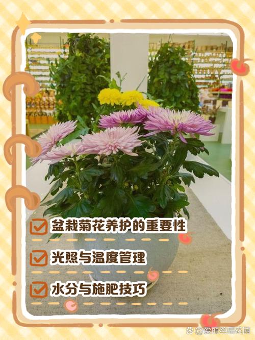 盆栽菊花怎么养？关键技巧有哪些？-第1张图片-吾爱花网