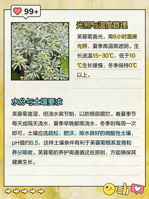 盆栽菊花怎么养？关键技巧有哪些？-第2张图片-吾爱花网