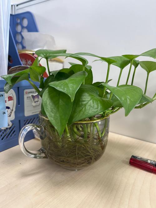 绿萝水培改土培,叶子蔫巴怎么办?-第3张图片-吾爱花网 绿萝水培改土培,叶子蔫巴怎么办?-第3张图片-吾爱花网