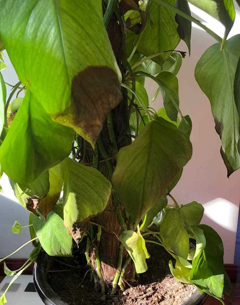 绿萝水培改土培,叶子蔫巴怎么办?-第1张图片-吾爱花网 绿萝水培改土培,叶子蔫巴怎么办?-第1张图片-吾爱花网