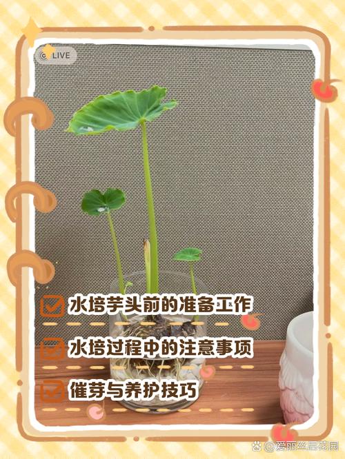 水培植物用自来水，怎么处理才安全？-第3张图片-吾爱花网