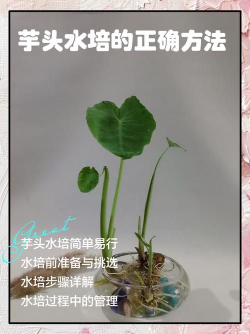 水培植物用自来水,怎么处理才安全?-第1张图片-吾爱花网 水培植物用自来水,怎么处理才安全?-第1张图片-吾爱花网