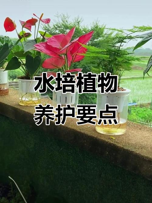 水培植物用自来水，怎么处理才安全？-第2张图片-吾爱花网