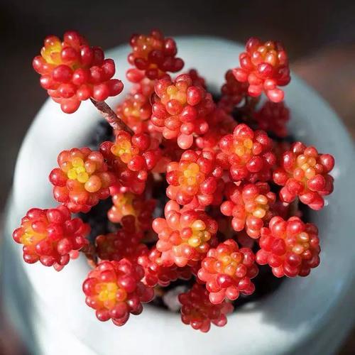 赤豆和珊瑚珠多肉图片有何区别？-第3张图片-吾爱花网