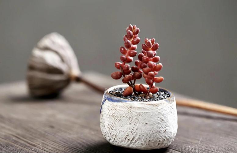 赤豆和珊瑚珠多肉图片有何区别?-第2张图片-吾爱花网 赤豆和珊瑚珠多肉图片有何区别?-第2张图片-吾爱花网