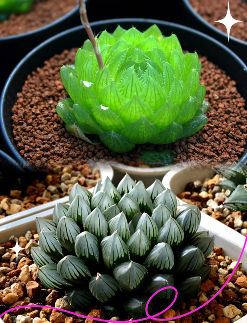 小玉多肉怎么养?-第1张图片-吾爱花网 小玉多肉怎么养?-第1张图片-吾爱花网