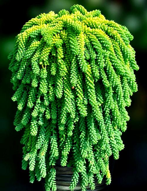 小玉多肉怎么养?-第3张图片-吾爱花网 小玉多肉怎么养?-第3张图片-吾爱花网