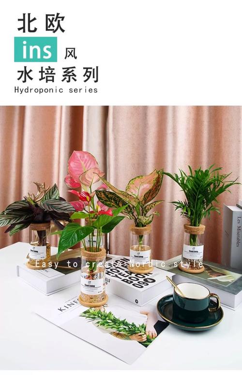 水培瓶里除了绿萝还能养啥?-第2张图片-吾爱花网 水培瓶里除了绿萝还能养啥?-第2张图片-吾爱花网