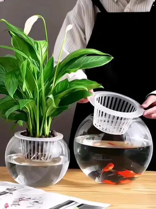 水培瓶里除了绿萝还能养啥?-第1张图片-吾爱花网 水培瓶里除了绿萝还能养啥?-第1张图片-吾爱花网