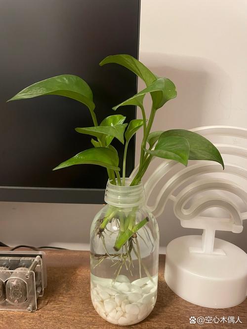 水培瓶里除了绿萝还能养啥?-第3张图片-吾爱花网 水培瓶里除了绿萝还能养啥?-第3张图片-吾爱花网