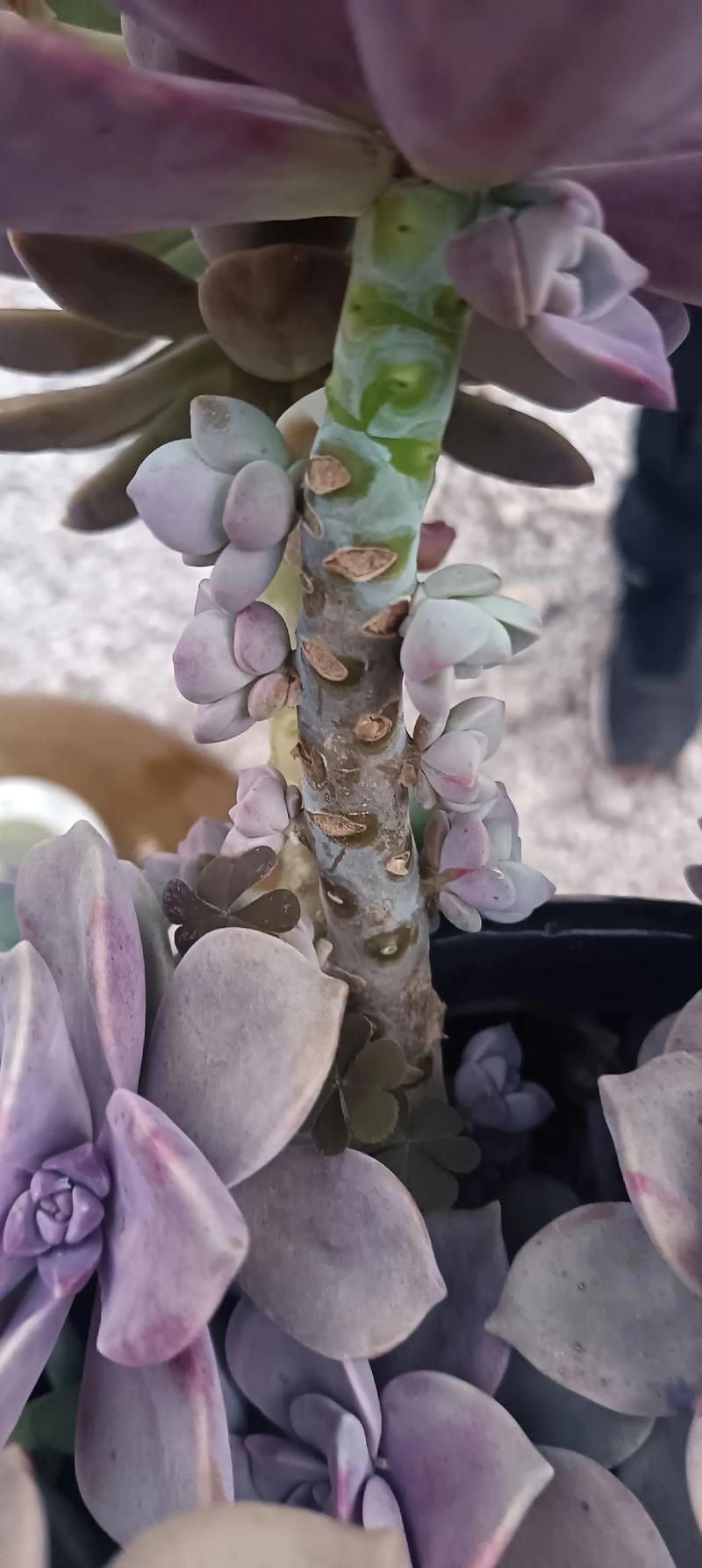 紫乐多肉如何养出肥美状态?-第2张图片-吾爱花网 紫乐多肉如何养出肥美状态?-第2张图片-吾爱花网