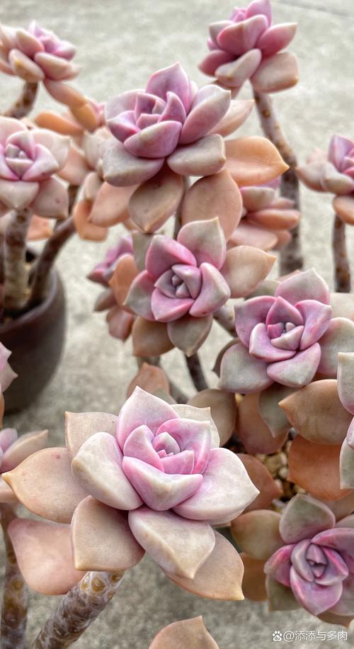 紫乐多肉如何养出肥美状态?-第3张图片-吾爱花网 紫乐多肉如何养出肥美状态?-第3张图片-吾爱花网