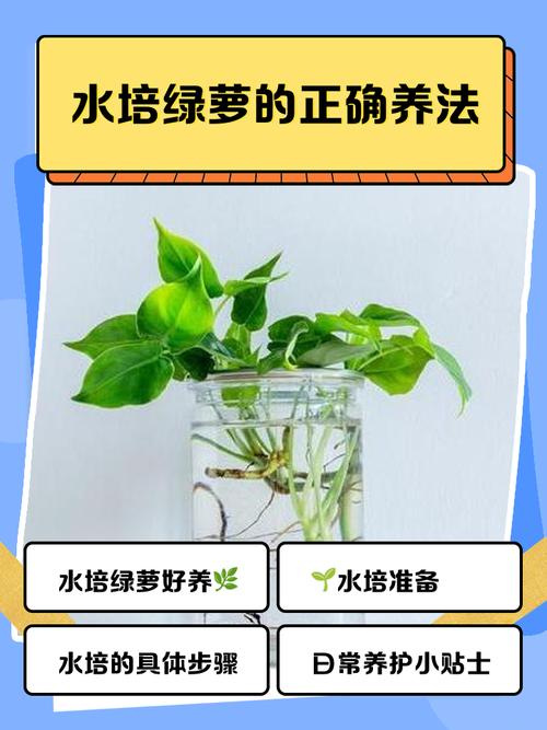 水培绿萝转土培,如何避免烂根?-第3张图片-吾爱花网 水培绿萝转土培,如何避免烂根?-第3张图片-吾爱花网