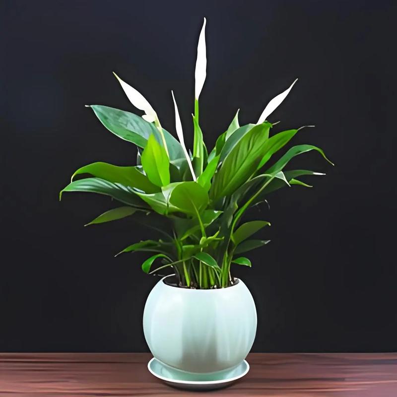 水培白掌为何只长叶不开花?-第1张图片-吾爱花网 水培白掌为何只长叶不开花?-第1张图片-吾爱花网