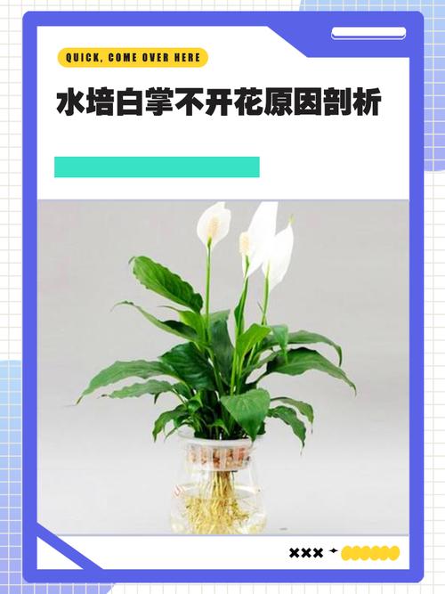 水培白掌为何只长叶不开花?-第2张图片-吾爱花网 水培白掌为何只长叶不开花?-第2张图片-吾爱花网
