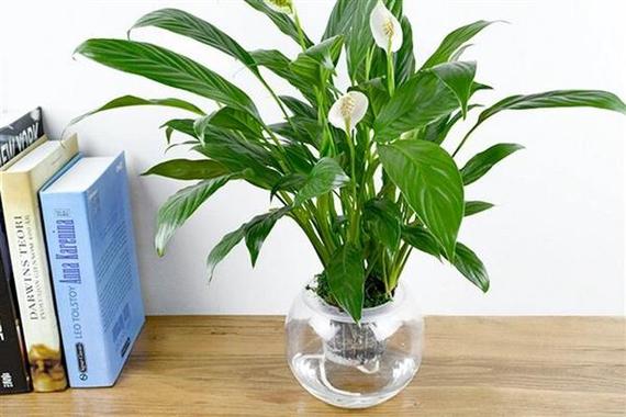 水培白掌为何只长叶不开花?-第3张图片-吾爱花网 水培白掌为何只长叶不开花?-第3张图片-吾爱花网