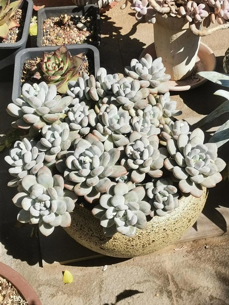 香水多肉老桩如何高效繁殖?-第1张图片-吾爱花网 香水多肉老桩如何高效繁殖?-第1张图片-吾爱花网