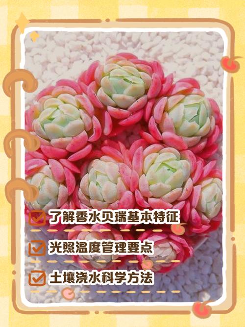 香水多肉老桩如何高效繁殖?-第2张图片-吾爱花网 香水多肉老桩如何高效繁殖?-第2张图片-吾爱花网