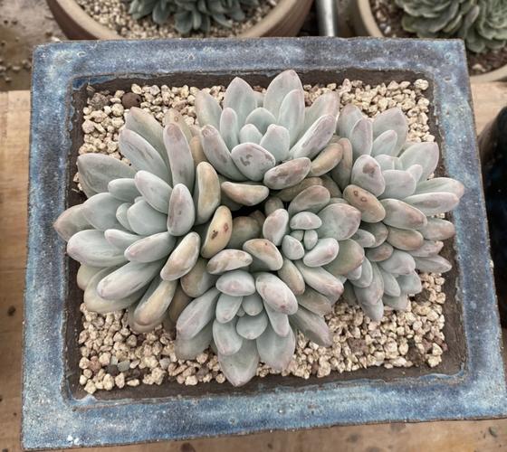 香水多肉老桩如何高效繁殖?-第3张图片-吾爱花网 香水多肉老桩如何高效繁殖?-第3张图片-吾爱花网