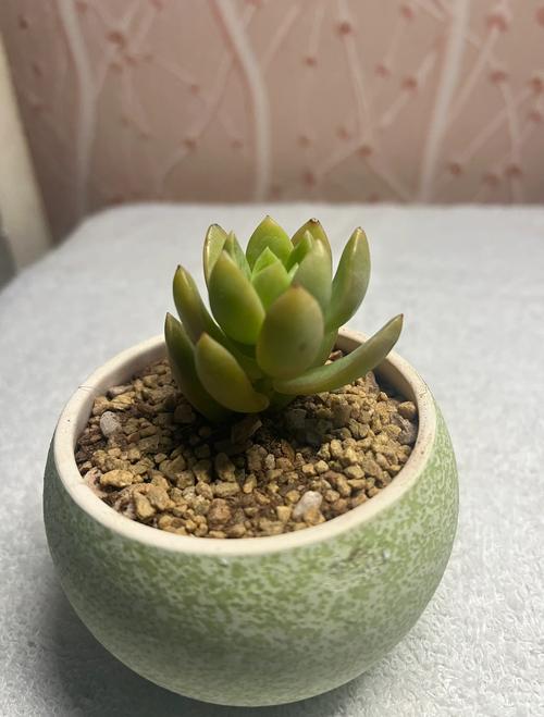 黄丽多肉叶子为何长斑点?-第1张图片-吾爱花网 黄丽多肉叶子为何长斑点?-第1张图片-吾爱花网