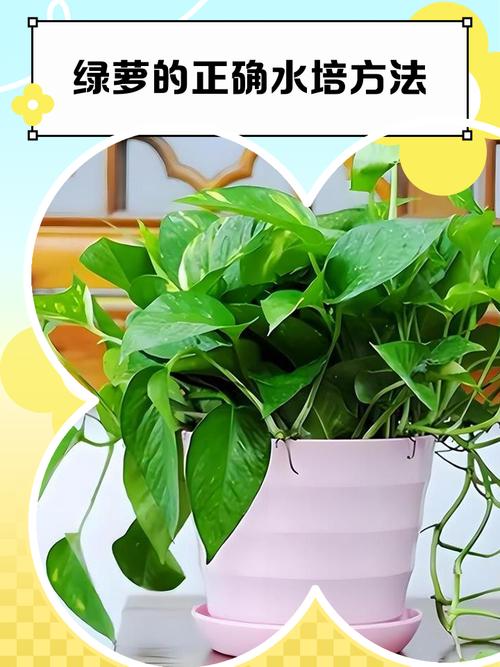 绿萝水培需要泡生根液吗-第3张图片-吾爱花网 绿萝水培需要泡生根液吗-第3张图片-吾爱花网