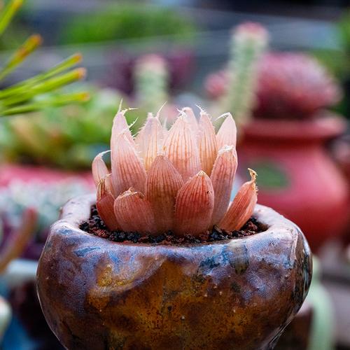 多肉水晶莲的养殖方法-第1张图片-吾爱花网 多肉水晶莲的养殖方法-第1张图片-吾爱花网