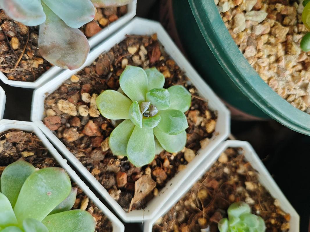 入夏多肉难养?现在买还来得及吗?-第3张图片-吾爱花网 入夏多肉难养?现在买还来得及吗?-第3张图片-吾爱花网