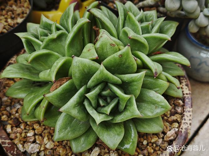 入夏多肉难养?现在买还来得及吗?-第1张图片-吾爱花网 入夏多肉难养?现在买还来得及吗?-第1张图片-吾爱花网