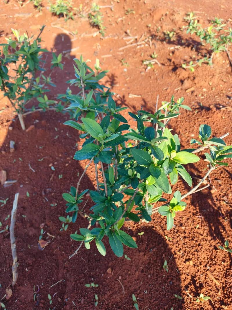 金银花水培能生根发芽吗-第1张图片-吾爱花网 金银花水培能生根发芽吗-第1张图片-吾爱花网