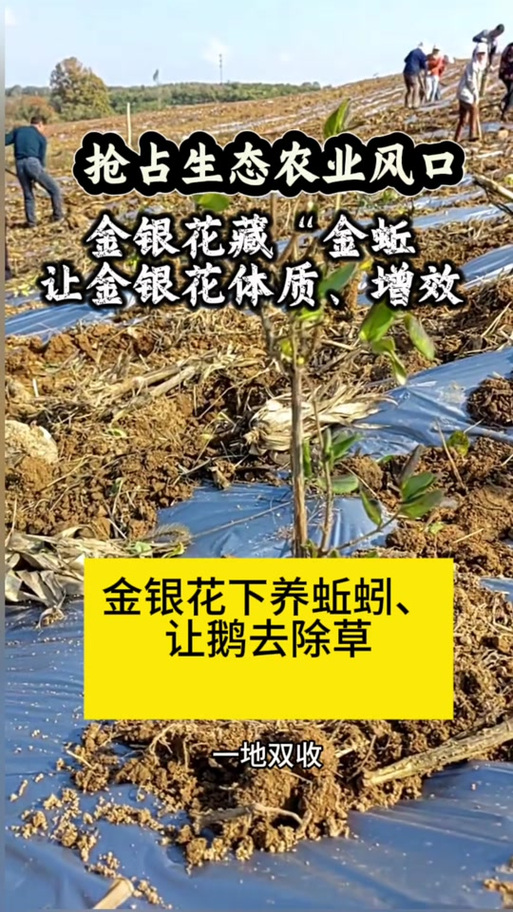 金银花水培能生根发芽吗-第3张图片-吾爱花网 金银花水培能生根发芽吗-第3张图片-吾爱花网