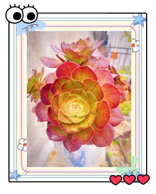 多肉植物荷花开花图片-第1张图片-吾爱花网 多肉植物荷花开花图片-第1张图片-吾爱花网