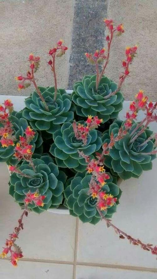 多肉植物荷花开花图片-第3张图片-吾爱花网 多肉植物荷花开花图片-第3张图片-吾爱花网