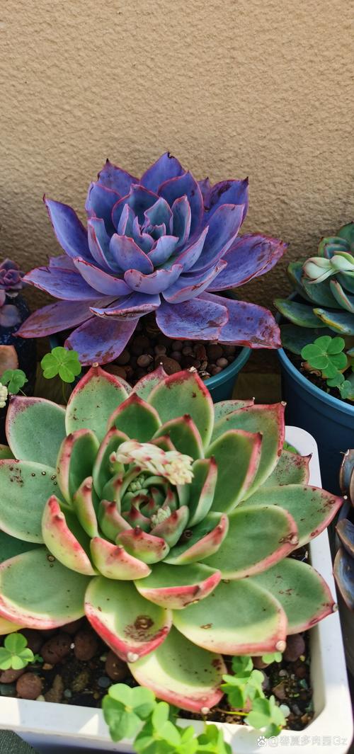 多肉植物荷花开花图片-第2张图片-吾爱花网 多肉植物荷花开花图片-第2张图片-吾爱花网