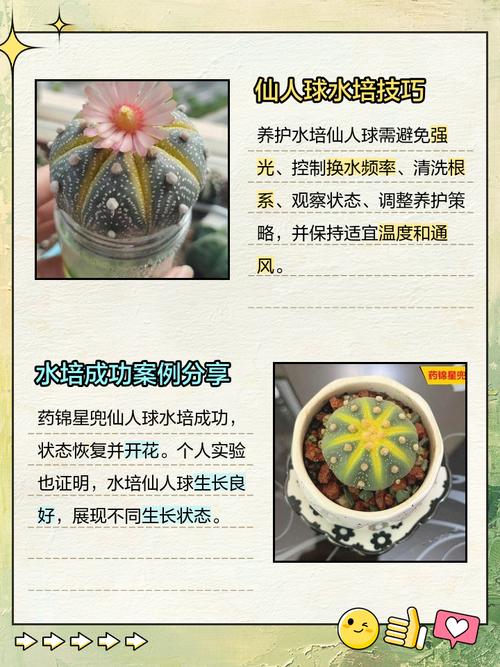 水培仙人球可以不换水么-第1张图片-吾爱花网 水培仙人球可以不换水么-第1张图片-吾爱花网