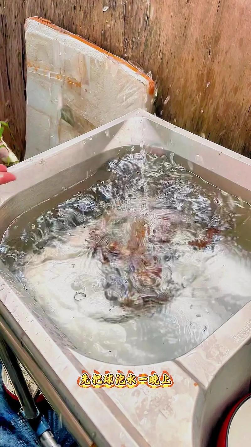 水培仙人球可以不换水么-第2张图片-吾爱花网