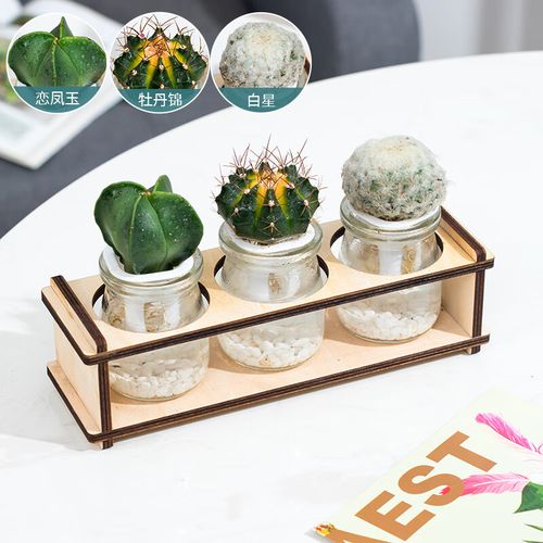 水培仙人球可以不换水么-第3张图片-吾爱花网 水培仙人球可以不换水么-第3张图片-吾爱花网