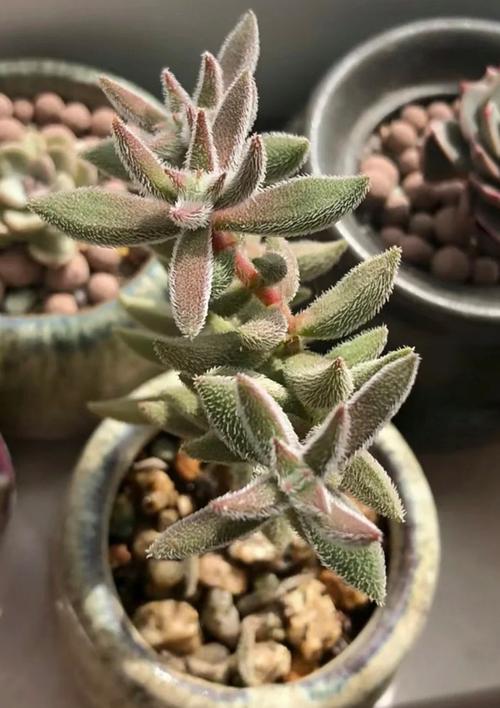 多肉植物绒针怎么变暗-第1张图片-吾爱花网 多肉植物绒针怎么变暗-第1张图片-吾爱花网