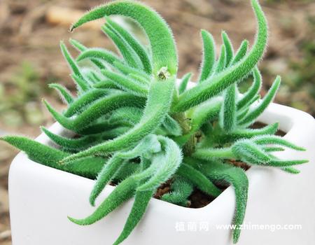 多肉植物绒针怎么变暗-第3张图片-吾爱花网 多肉植物绒针怎么变暗-第3张图片-吾爱花网
