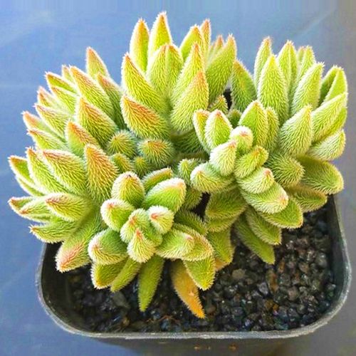 多肉植物绒针怎么变暗-第2张图片-吾爱花网