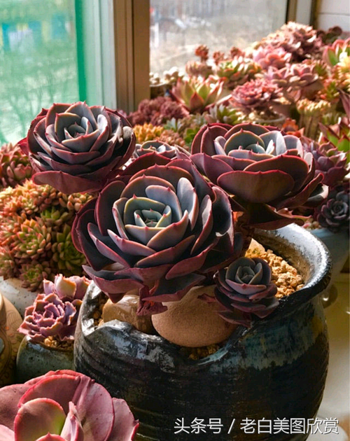 红粉苔阁多肉图片，这品种咋养这么粉？-第2张图片-吾爱花网