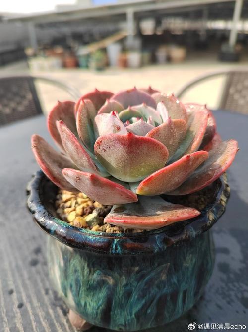 红粉苔阁多肉图片,这品种咋养这么粉?-第1张图片-吾爱花网 红粉苔阁多肉图片,这品种咋养这么粉?-第1张图片-吾爱花网