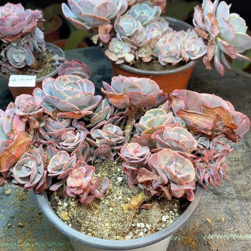 红粉苔阁多肉图片,这品种咋养这么粉?-第3张图片-吾爱花网 红粉苔阁多肉图片,这品种咋养这么粉?-第3张图片-吾爱花网