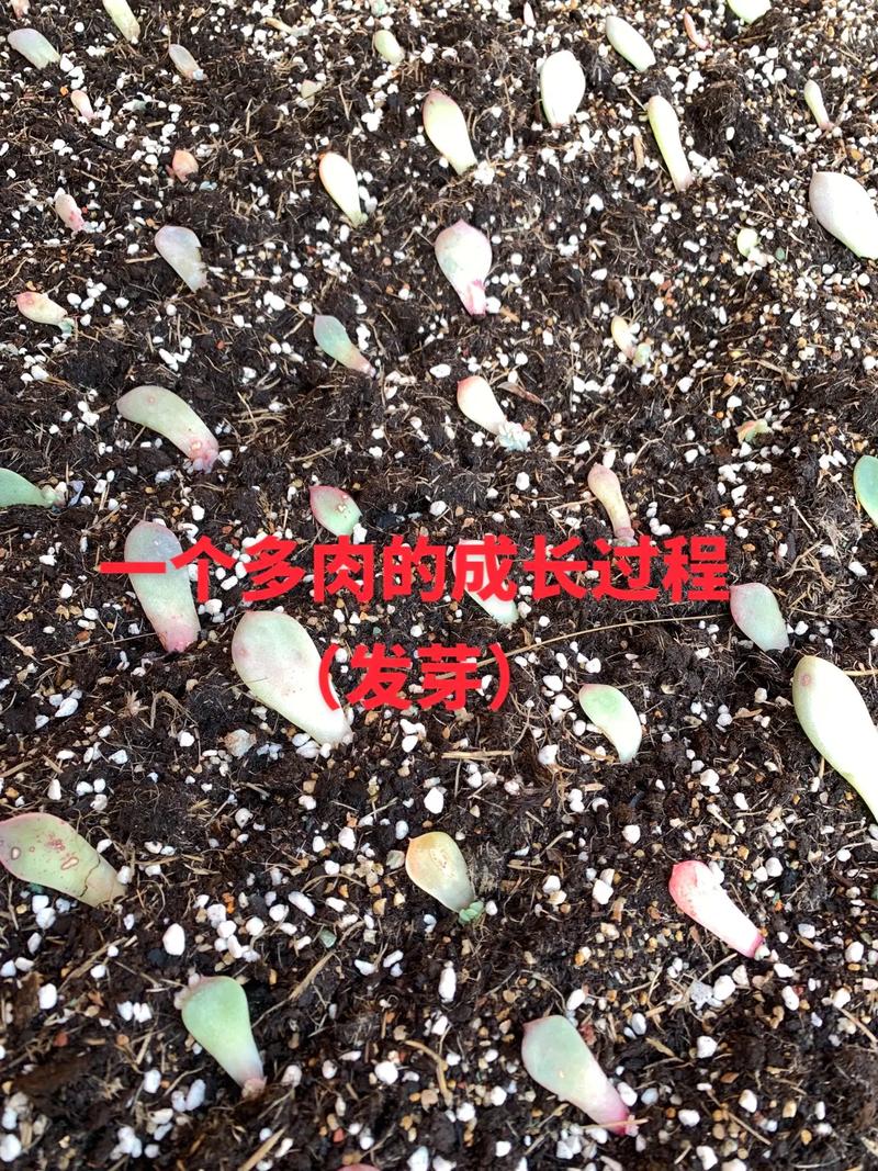 多肉植物什么时候换土-第2张图片-吾爱花网 多肉植物什么时候换土-第2张图片-吾爱花网