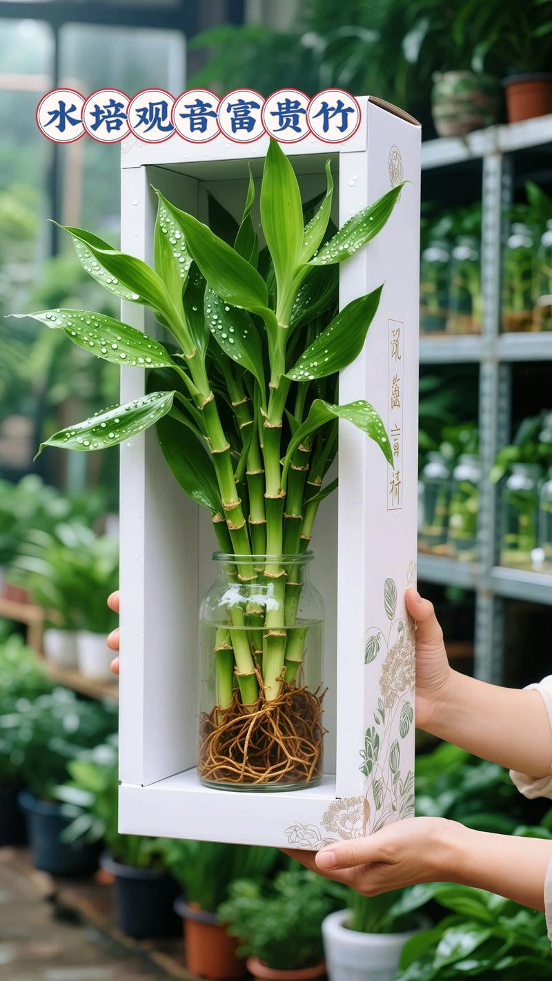 水培观音竹怎么保证不歪-第1张图片-吾爱花网 水培观音竹怎么保证不歪-第1张图片-吾爱花网