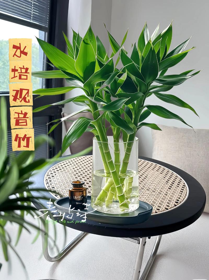 水培观音竹怎么保证不歪-第2张图片-吾爱花网 水培观音竹怎么保证不歪-第2张图片-吾爱花网