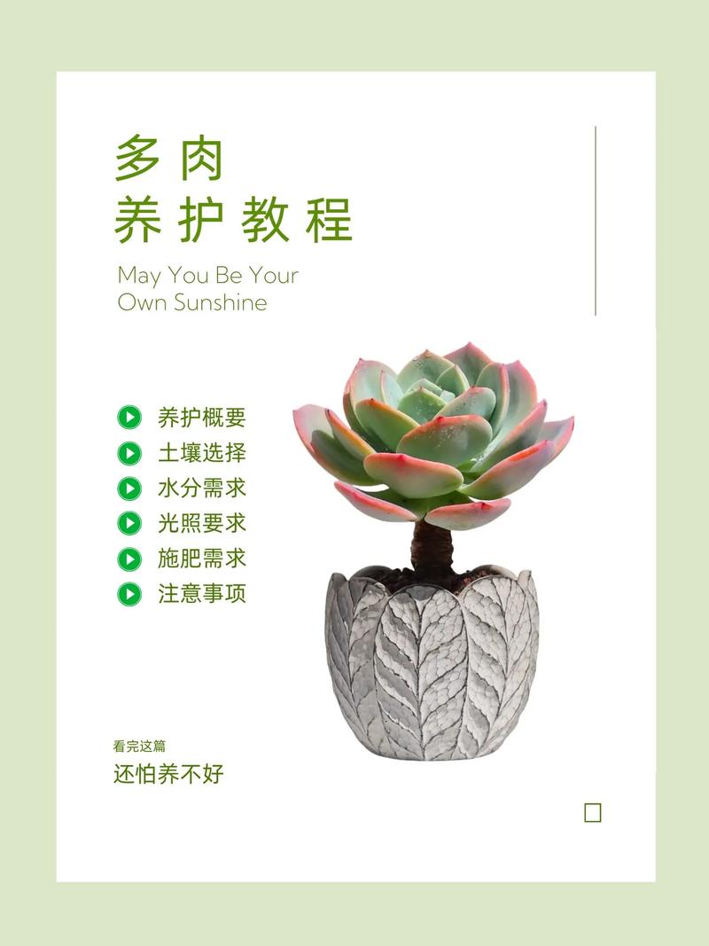 春季多肉如何养才能爆长?-第3张图片-吾爱花网 春季多肉如何养才能爆长?-第3张图片-吾爱花网