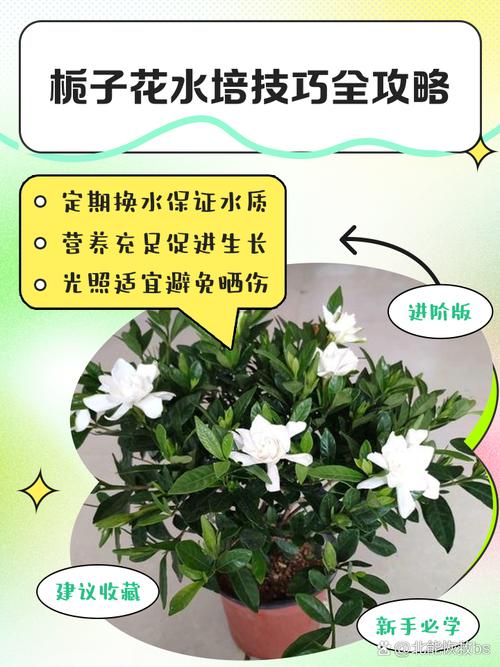 栀子花土培水培,哪种更适合它生长?-第1张图片-吾爱花网 栀子花土培水培,哪种更适合它生长?-第1张图片-吾爱花网