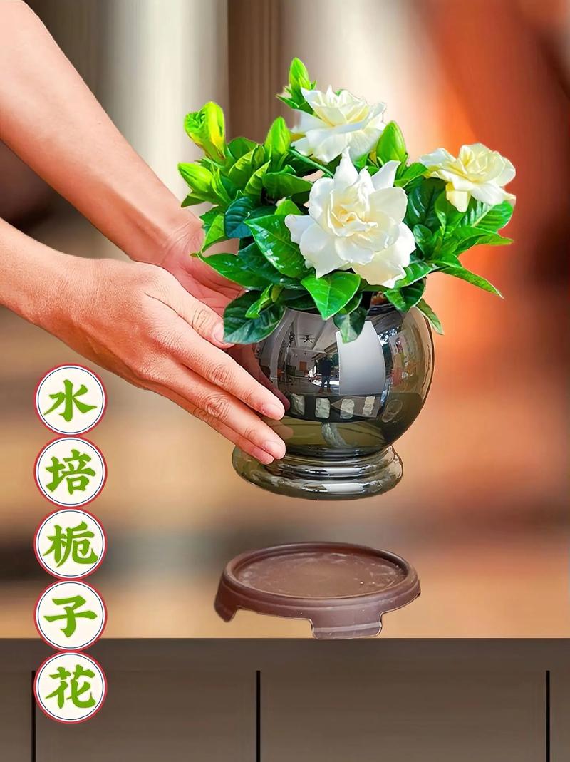 栀子花土培水培,哪种更适合它生长?-第2张图片-吾爱花网 栀子花土培水培,哪种更适合它生长?-第2张图片-吾爱花网