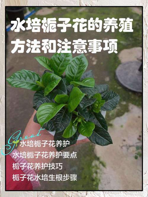 栀子花土培水培,哪种更适合它生长?-第3张图片-吾爱花网 栀子花土培水培,哪种更适合它生长?-第3张图片-吾爱花网