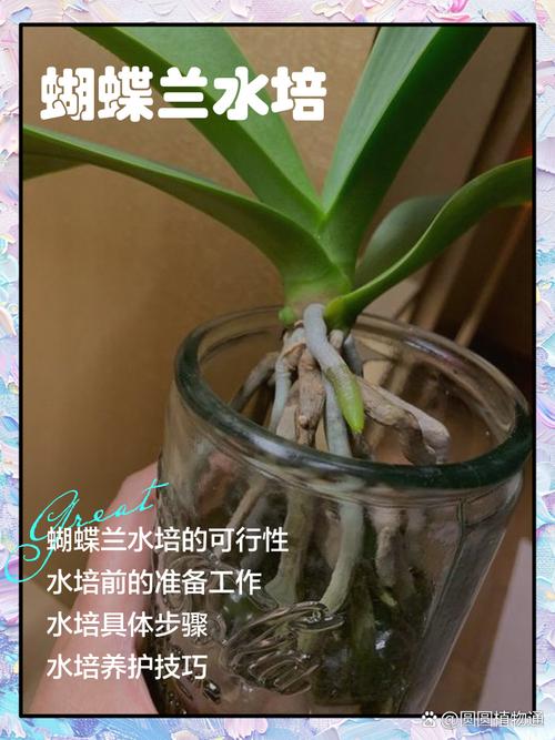 蝴蝶兰种子能水培吗?-第1张图片-吾爱花网 蝴蝶兰种子能水培吗?-第1张图片-吾爱花网